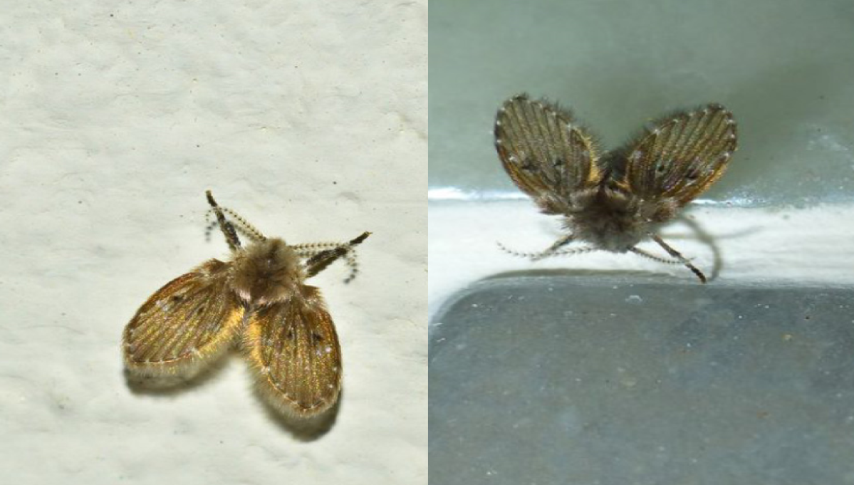 bướm muỗi