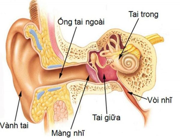 Luôn sử dụng kháng sinh điều trị viêm tai giữa có phải là cách tốt nhất