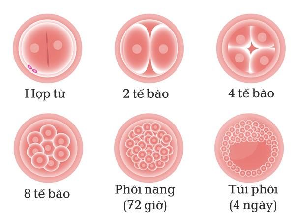 Sự phát triển của thai nhi: Tuần thứ 2