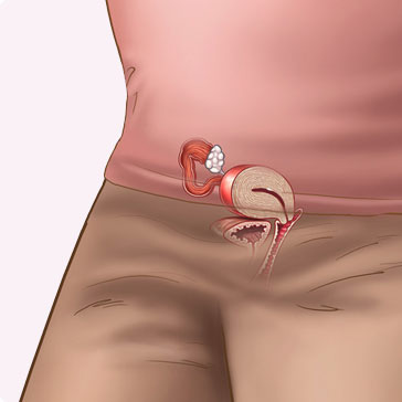 Sự phát triển của thai nhi: Tuần thứ 2