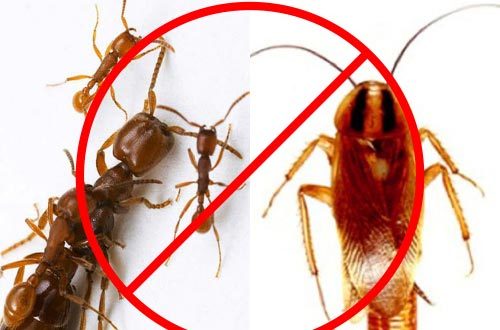 Để mấy viên phấn vào tủ quấn áo, ai cũng bảo "dở hơi" mà không biết rằng...