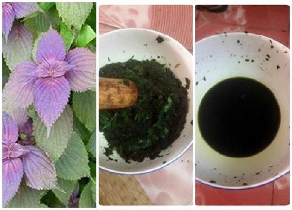 Trị nám tận gốc với nước lá cây tía tô