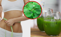 Bạn đã biết về tác dụng giảm cân của nước rau diếp cá chưa?