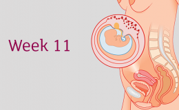 Sự phát triển của thai nhi: Thai nhi tuần thứ 11