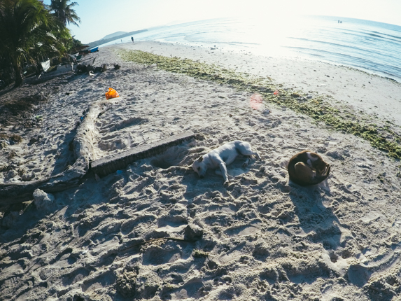 Những chú chó nằm sưởi nắng trên bãi White Beach, Panglao Island