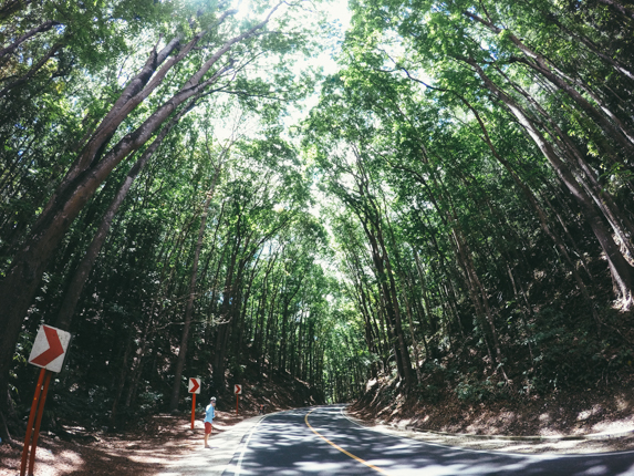 Khu rừng nhân tạo “Manmade Forest” nổi tiếng ở Bohol