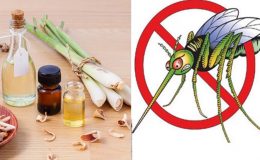 mẹo đuổi muỗi