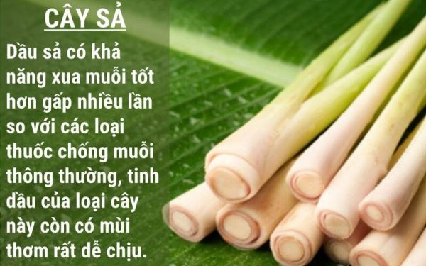 đuổi muỗi bằng sả