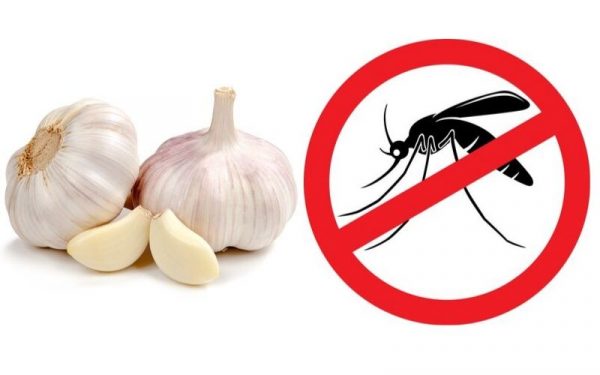 đuổi muỗi bằng tỏi