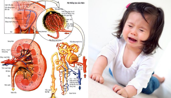 Khi trẻ em bị chấn thương thận