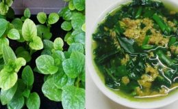 Rau mồng tơi