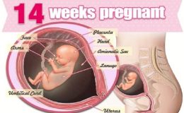 Sự phát triển của thai nhi: Tuần thứ 14