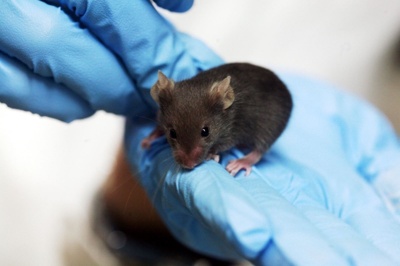 tiến hành thí nghiệm lâm sàng trên chuột