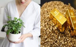 Người Tuổi Tý nên trồng cây gì để tài lộc hanh thông?