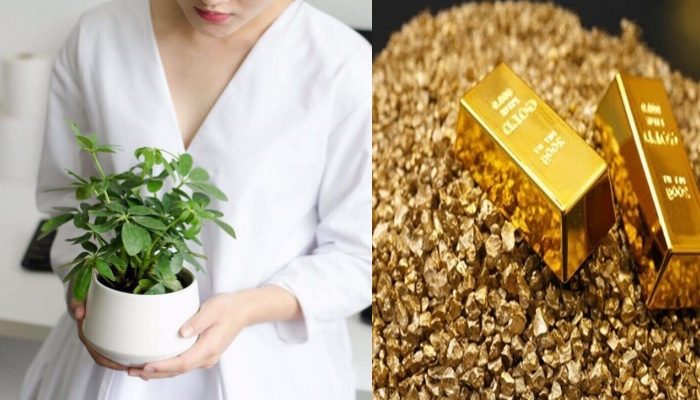 Người Tuổi Tý nên trồng cây gì để tài lộc hanh thông?
