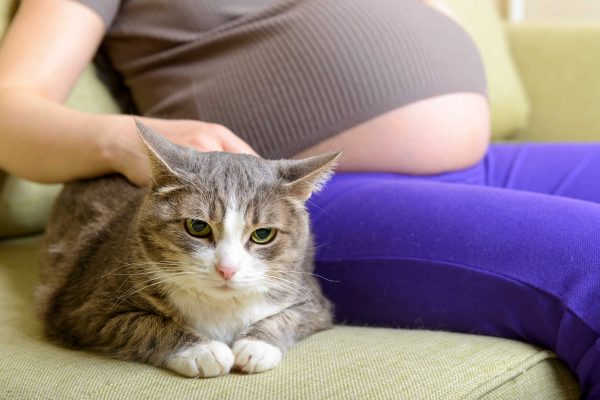 Phụ nữ mang thai nuôi thú cưng có an toàn hay không?