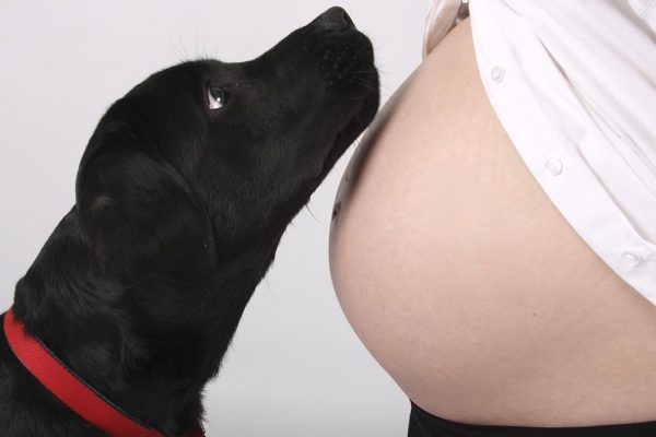 Mẹ mang thai có nên nuôi thú cưng không? Rủi ro ảnh hưởng đến thai nhi từ động vật là gì?
